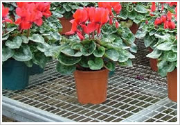 Welded Mesh Panel